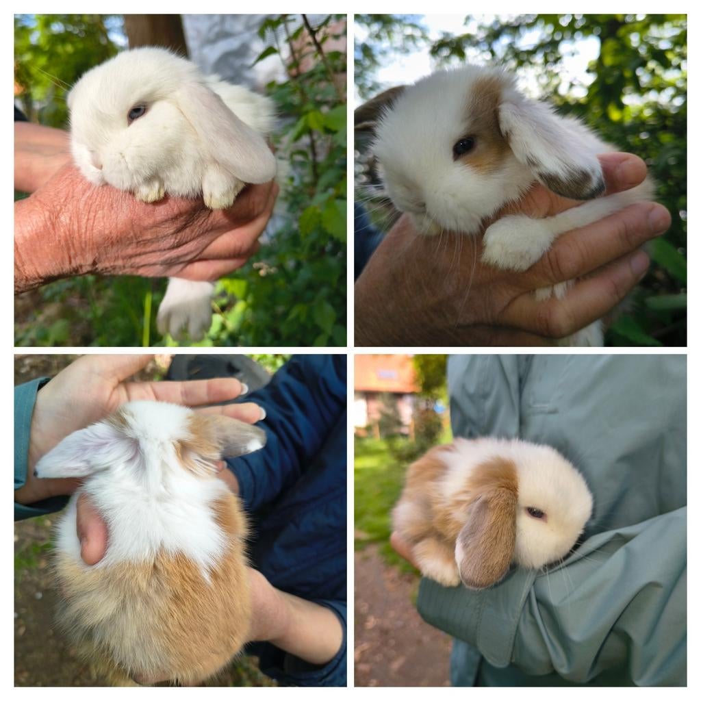 Prachtige jonge NHD dwergkonijn tjes, Dieren en Toebehoren, Konijnen, Meerdere dieren, Dwerg, Hangoor