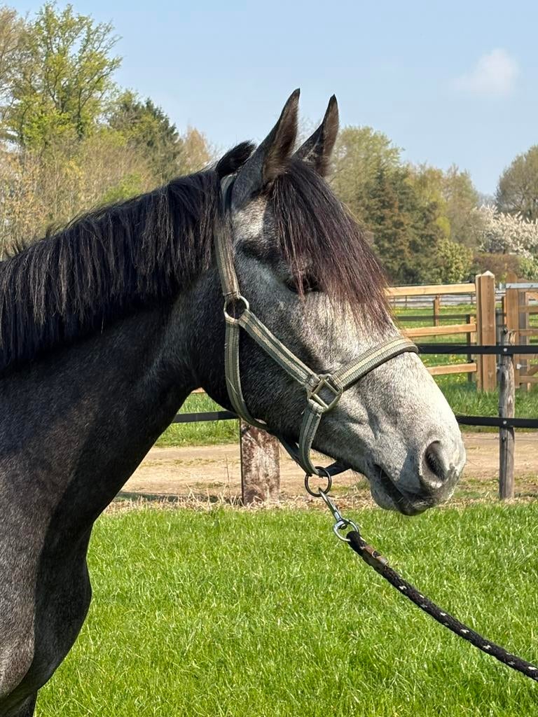 Te koop E pony, Merrie