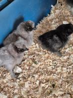 Zijdehoen kriel kuikens, Dieren en Toebehoren, Pluimvee, Geslacht onbekend, Kip