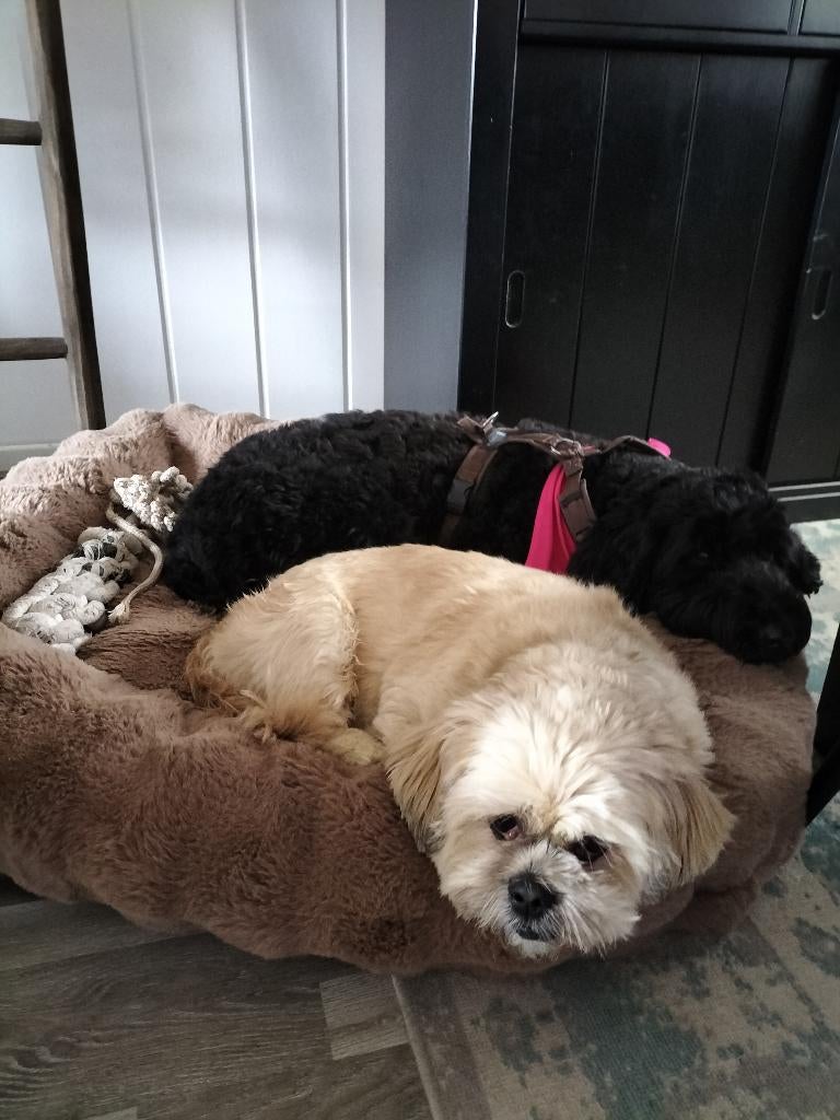 Lieve hond, Dieren en Toebehoren, 6 jaar of ouder, Parvo, Eén hond, Nederland