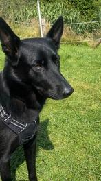 Oppas thuis of aan huis augustus