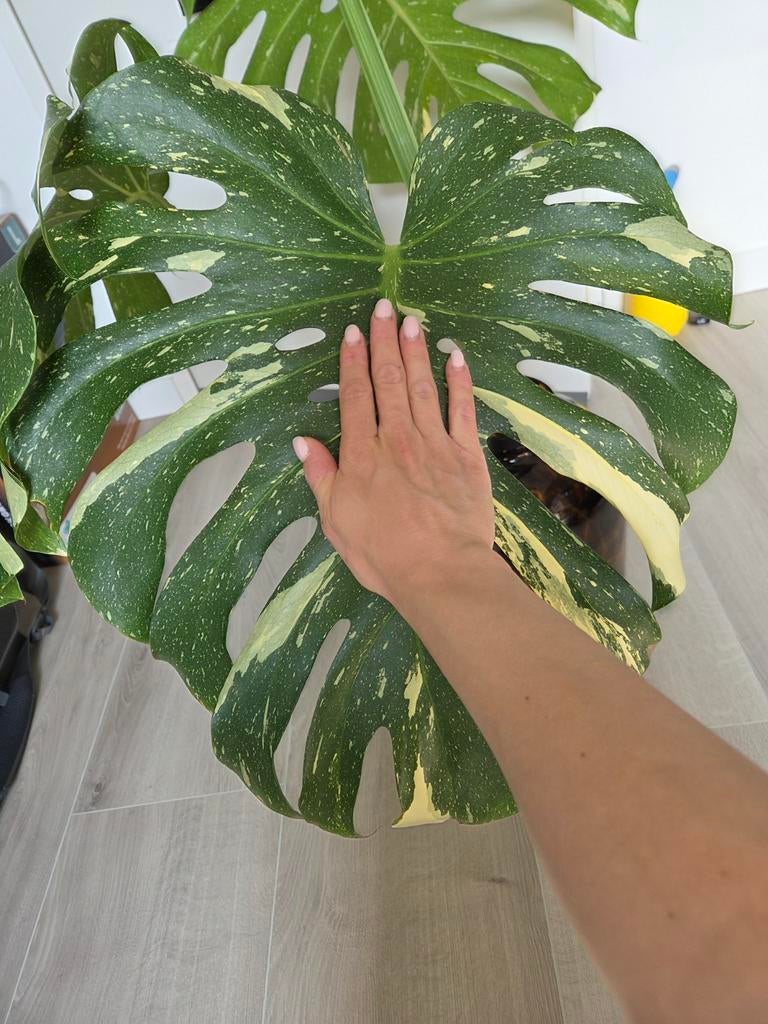 Super grote kopstek monstera thai constellation, Ophalen, Halfschaduw, Minder dan 100 cm