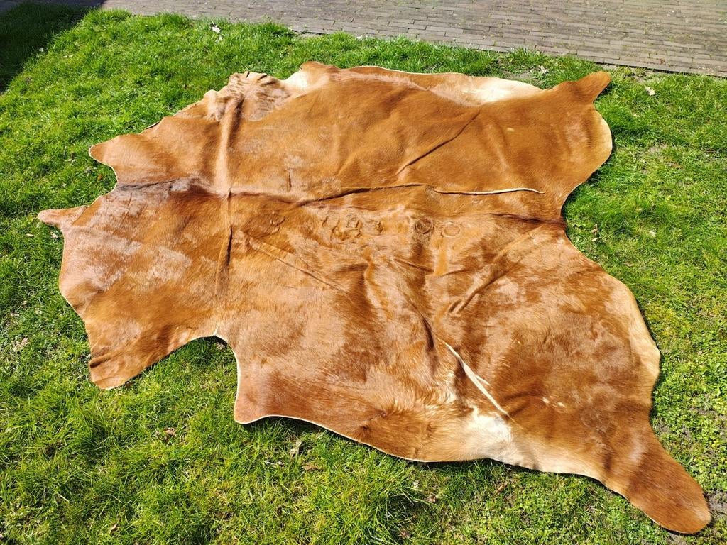 KOLDBY Koeienhuid - Bruin, Ophalen, Gebruikt, 100 tot 150 cm, Bruin