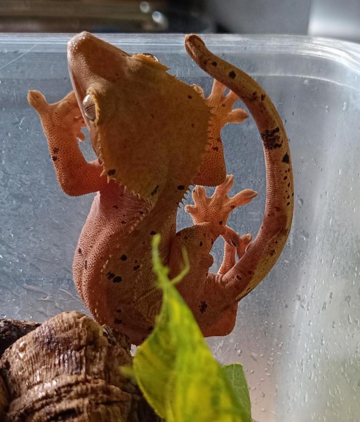 Wimpergekko vrouw dalmatian