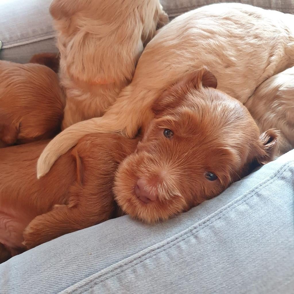 AUSTRALIAN COBBERDOG PUPS, Parvo, Overige rassen, 8 tot 15 weken, Meerdere