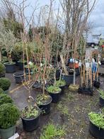 Aanbieding laag stam sierappels mooi vertakt echt potgekweek, Overige soorten, Lente, 100 tot 250 cm, Ophalen