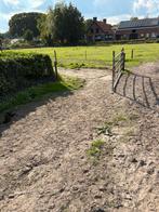 Pony’s, Weidegang, 2 of 3 paarden of pony's