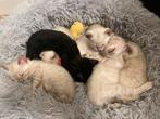 Raszuivere Bengaalse snow kittens met paspoort, Dieren en Toebehoren, Meerdere dieren, Ontwormd