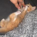 Nog 2 kittens beschikbaar ️❤️, Dieren en Toebehoren, Meerdere dieren, Kortharig, 0 tot 2 jaar