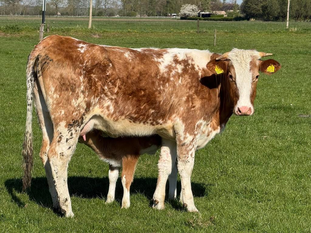 Mooi zoogstel ( met vaarskalf ) te koop, Dieren en Toebehoren, Mannelijk