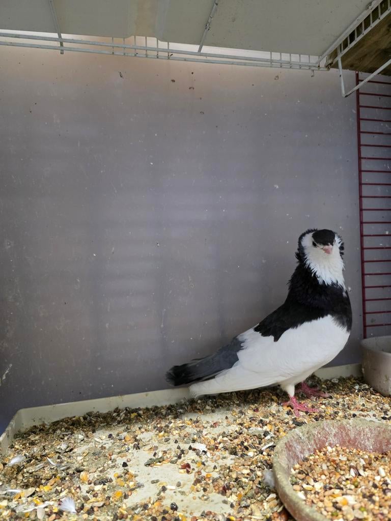 Een mooie koppel sierduiven ., Dieren en Toebehoren, Vogels | Duiven, Meerdere dieren, Overige soorten
