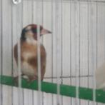 Parva putter Pop 2024, Dieren en Toebehoren, Vogels | Overige Vogels, Vrouwelijk