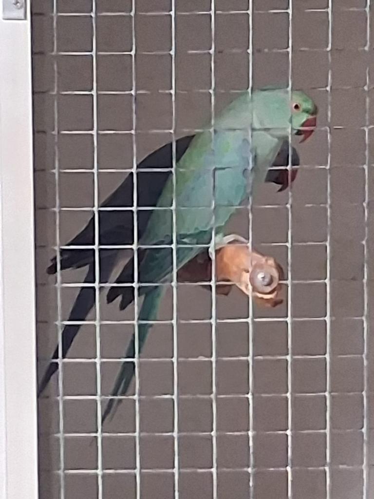 2 koppels halsbandparkieten, Meerdere dieren, Parkiet, Geringd