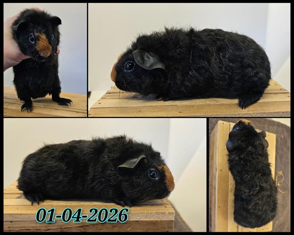 Skinnydrager cavia beertje, Dieren en Toebehoren, Knaagdieren, Cavia, April, Mannelijk, Tam