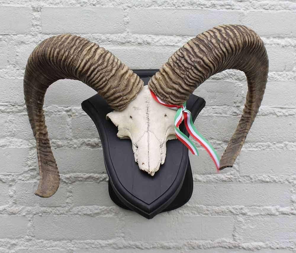 Schedel middelgrote MOEFLON RAM op dubbel eikenhouten schild, Ophalen of Verzenden, Gebruikt, Wild dier, Schedel