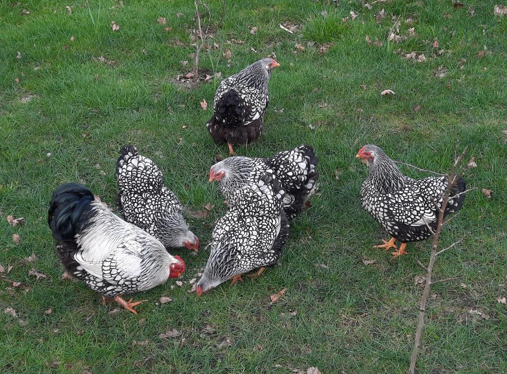 Broedeieren Wyandotte kriel zilverzwart gezoomd, Dieren en Toebehoren, Geslacht onbekend, Kip