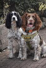 Engelse spaniel  springer pups met stamboom, Parvo, 8 tot 15 weken, Meerdere, Meerdere dieren