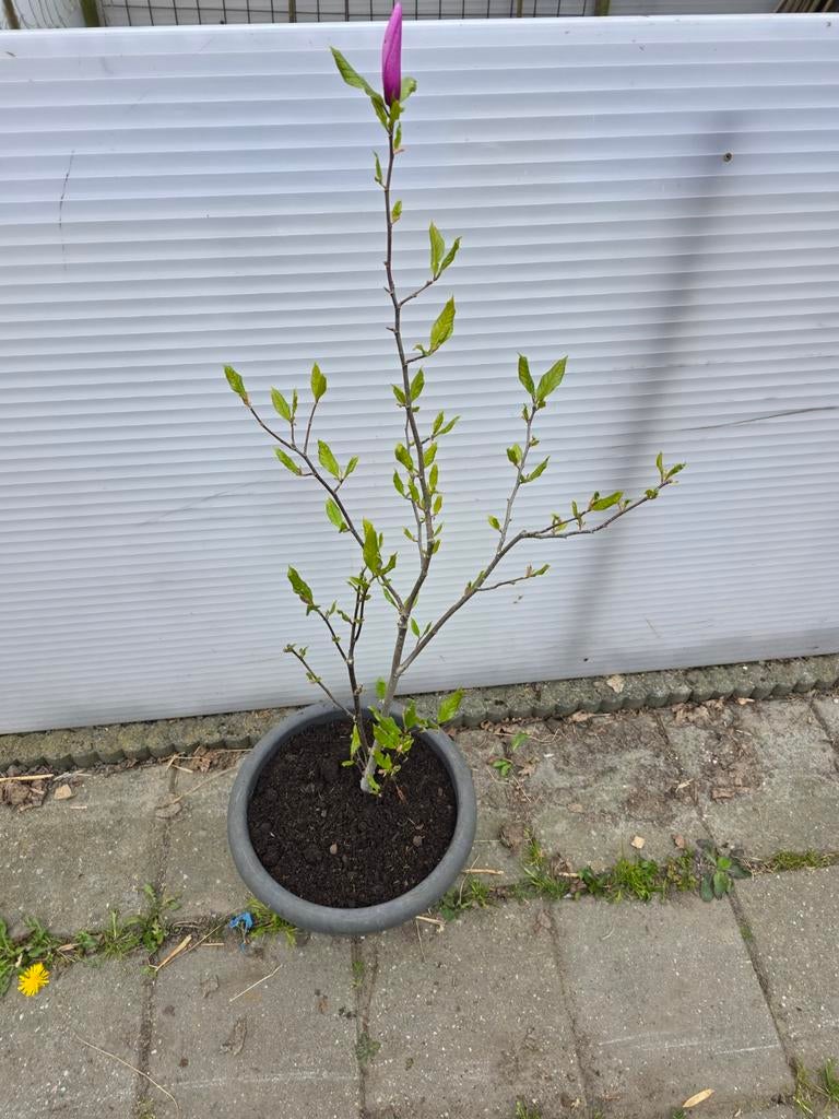 Magnolia met pot ongeveer 1 m hoog, Tuin en Terras, Ophalen of Verzenden, Overige soorten, 100 tot 250 cm