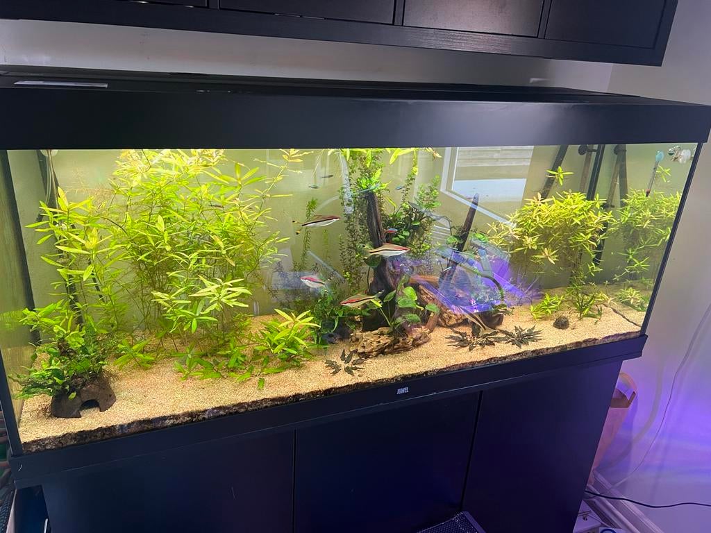 Juwel rio 450, Ophalen, Gebruikt, Gevuld zoetwateraquarium