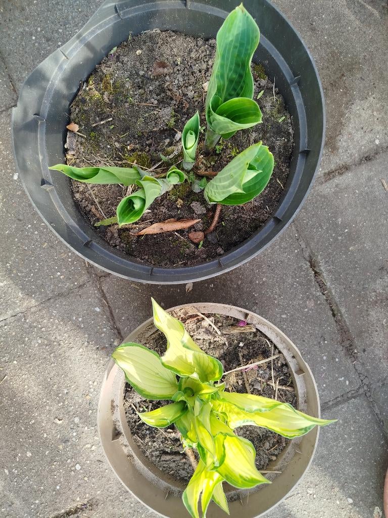 2 soorten hosta, Tuin en Terras, Planten | Tuinplanten, Ophalen, Zomer, Overige soorten, Halfschaduw