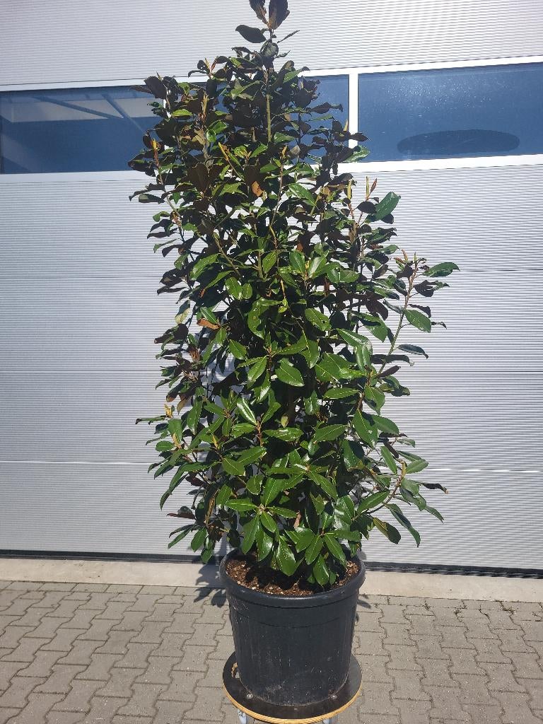 Magnolia grand.Praecox, Ophalen, Zomer, Overige soorten, Halfschaduw