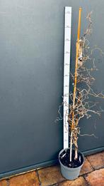 Krulhazelaar (Corylus avellana 'Contorta') - 140 cm, Volle zon, Vaste plant, Winter, Ophalen