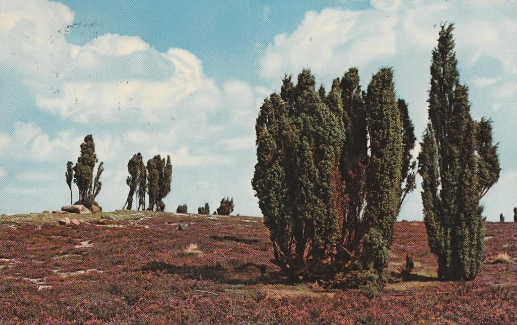 OTTERLO Heidegezicht  kl.f., Verzenden, 1960 tot 1980, Gelopen, Gelderland