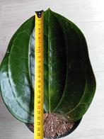 Hoya Latifolia Big Leaf, Huis en Inrichting, Kamerplanten, Ophalen of Verzenden, Halfschaduw, Minder dan 100 cm