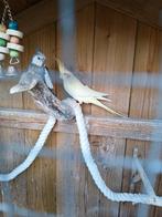 Te koop, koppel, Meerdere dieren, Parkiet, Geringd