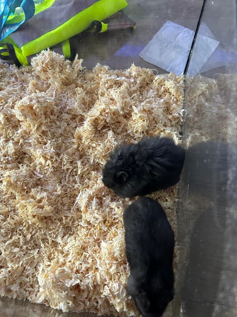 Baby hamster, Dieren en Toebehoren, Hamster, Maart, Vrouwelijk, Tam