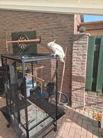 Te koop super tamme  mooie grote triton kaketoe, Dieren en Toebehoren, Vogels | Parkieten en Papegaaien, Mannelijk, Papegaai, Pratend