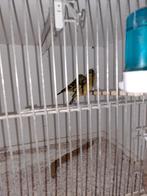 Te koop Zwartkop sijs poppen, Dieren en Toebehoren, Vrouwelijk, Wildzangvogel, Geringd