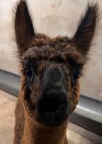 Alpaca hengst - halstermak, Juni, Mannelijk