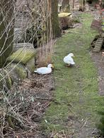 2 witte kwaker mannen, Dieren en Toebehoren, Pluimvee, Mannelijk, Eend