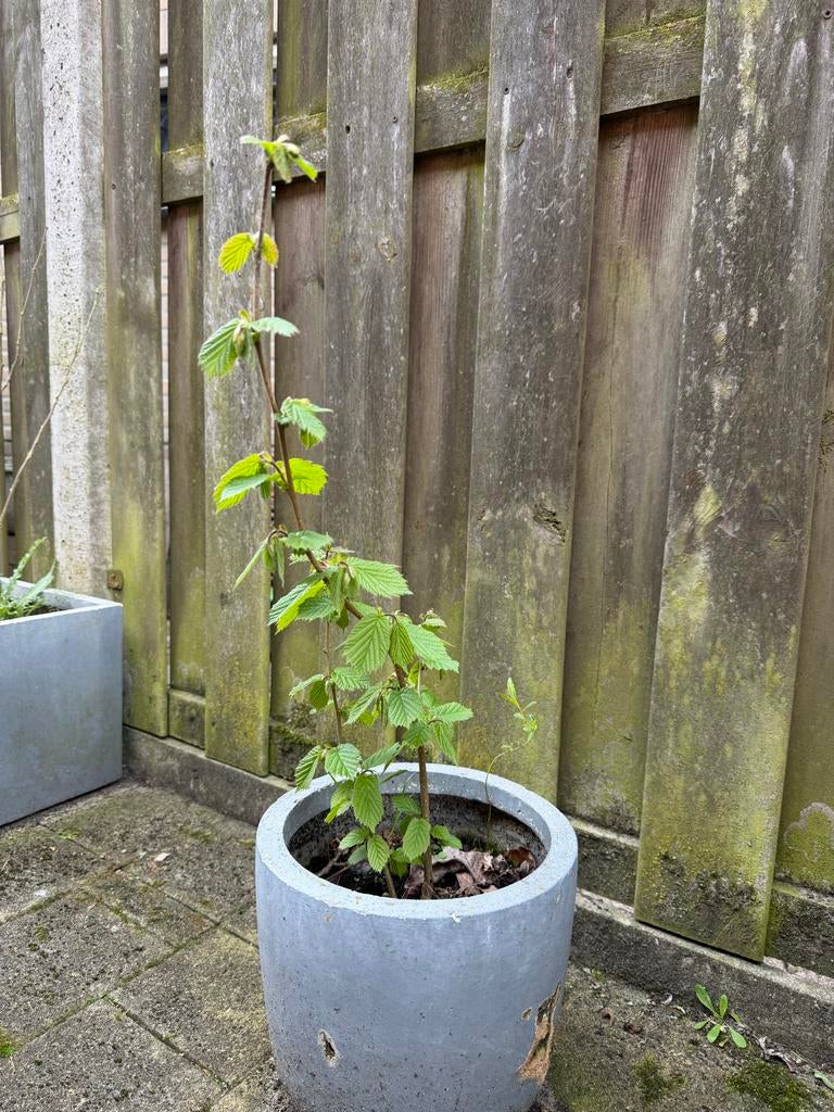 Biologisch gekweekte Hazelaar - 60 cm, Ophalen, Volle zon, Vaste plant, Fruitplanten