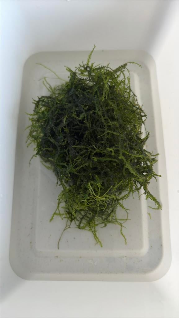 Javamos, Ophalen of Verzenden, Nieuw, Plant(en), Steen of Hout