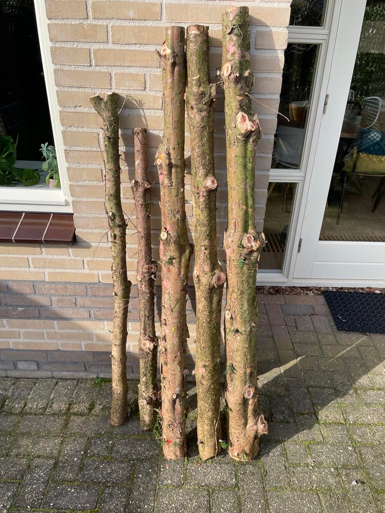 Vers Taxushout voor Bogen en Houtdraaien, Doe-het-zelf en Verbouw, Hout en Planken, Ophalen, Nieuw, 50 mm of meer, Balk