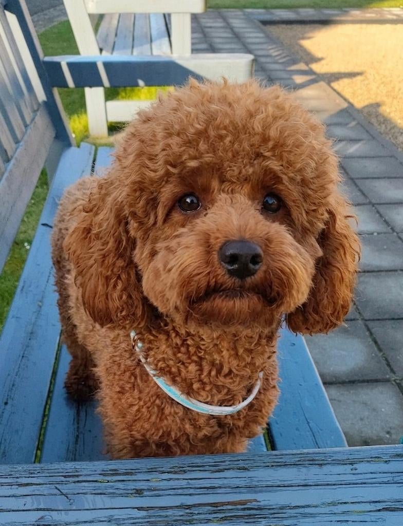 Liefdevol Gastgezin gezocht voor een Dwergpoedel 🐩❤️, Dieren en Toebehoren, Honden | Chihuahua's en Gezelschapshonden, Poedel