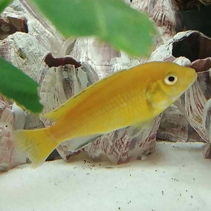 Labidochromis caeruleus, Dieren en Toebehoren, Vissen | Aquariumvissen, Vis