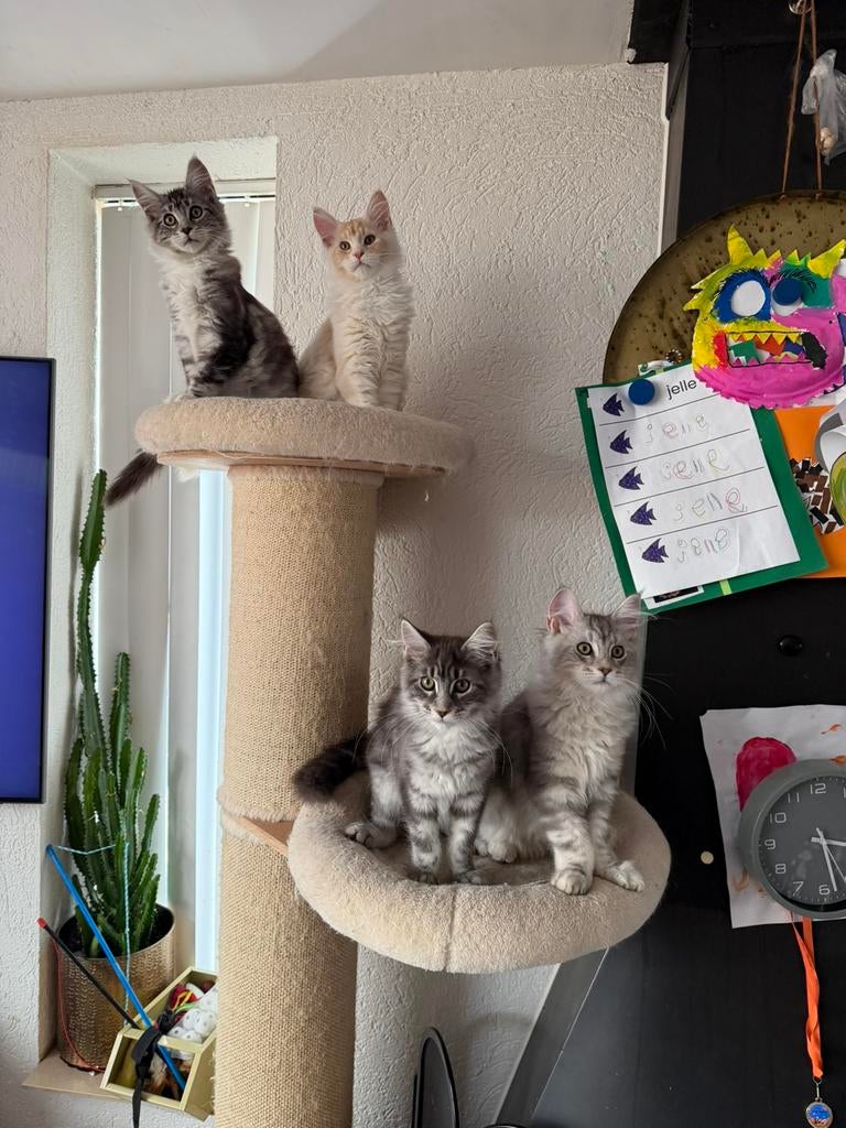 Maine coon russische lijnen kittens XXL, Meerdere dieren, Gechipt, 0 tot 2 jaar