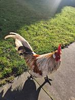 2 haantjes (gratis), Mannelijk, Kip