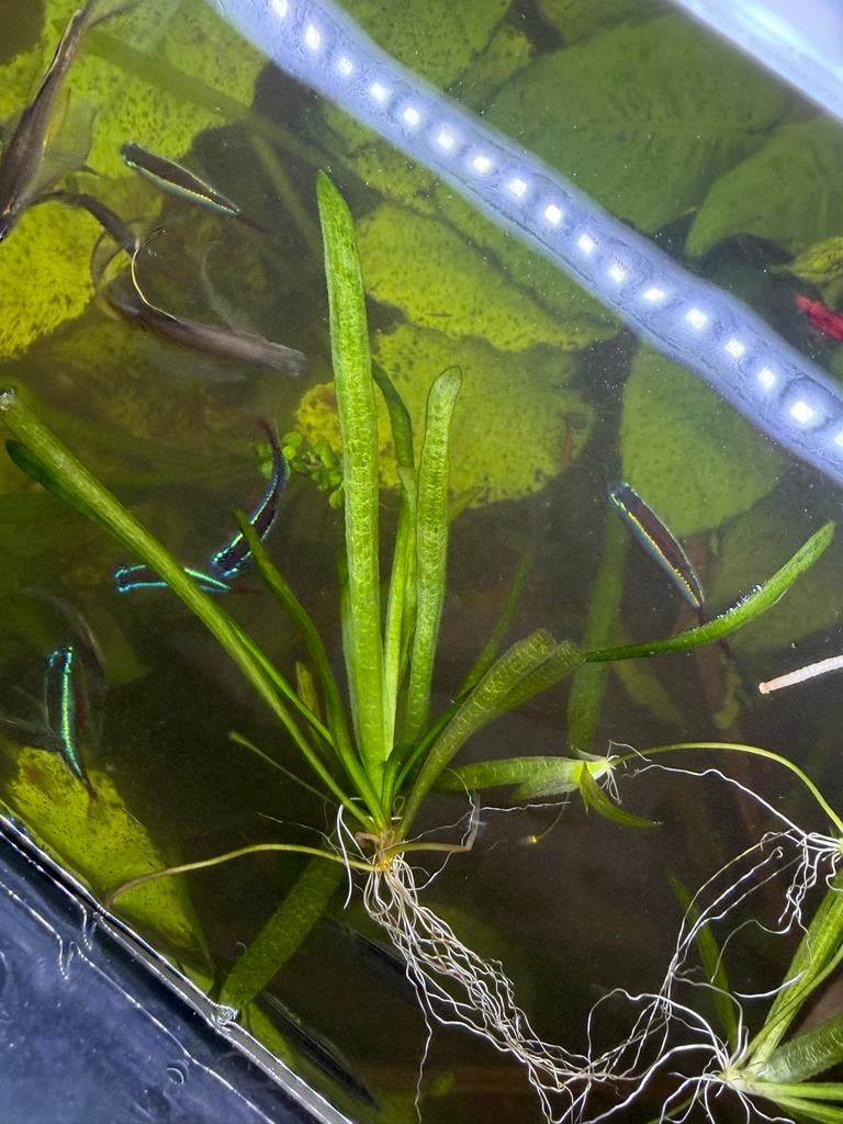 Valisneria stekjes, Ophalen, Nieuw, Plant(en), Steen of Hout