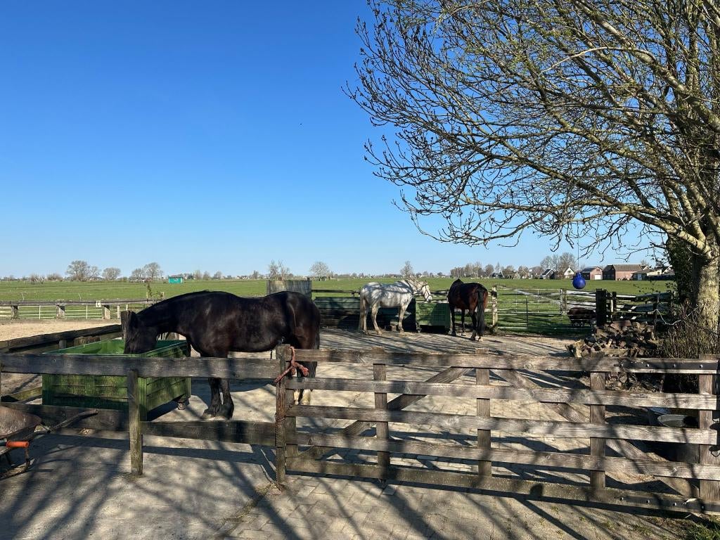 Paardenstalling en weidegang in Brandwijk, Weidegang, 1 paard of pony