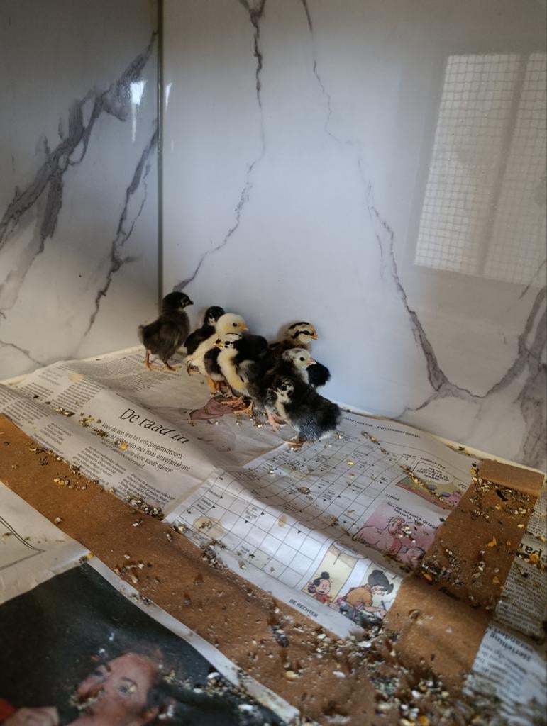 Serama kriel kuikens, Dieren en Toebehoren, Geslacht onbekend, Kip