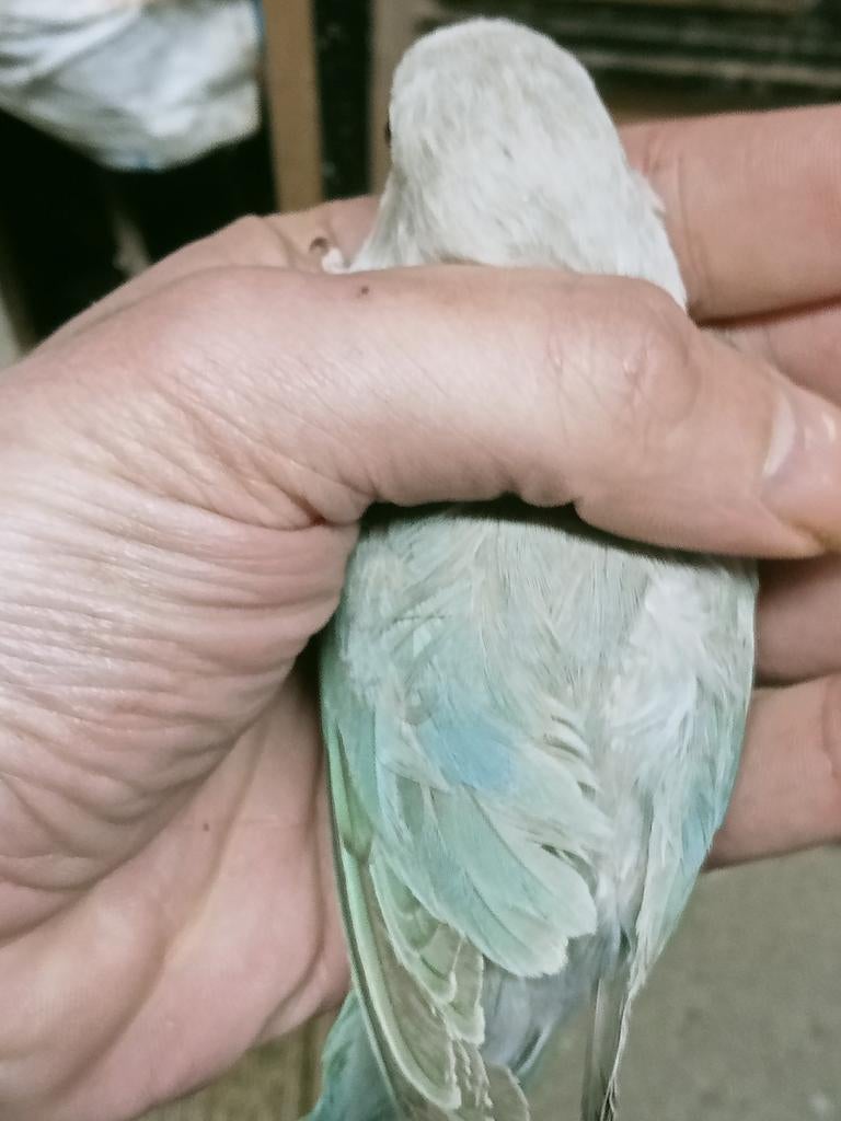 Prachtige piep jonge agapornis fisheri euwing pale turquoise, Meerdere dieren, Dwergpapegaai of Agapornis, Geringd