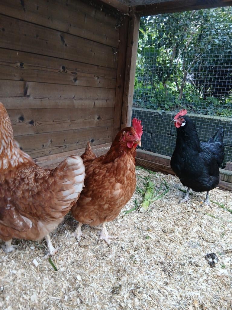 Legkippen,  hennen te koop, Dieren en Toebehoren, Pluimvee, Vrouwelijk, Kip