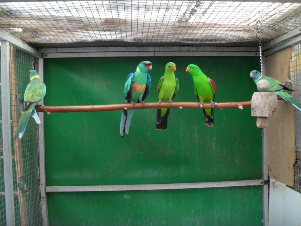 nu thuis /div vogels, Dieren en Toebehoren, Vogels | Parkieten en Papegaaien, Meerdere dieren, Parkiet
