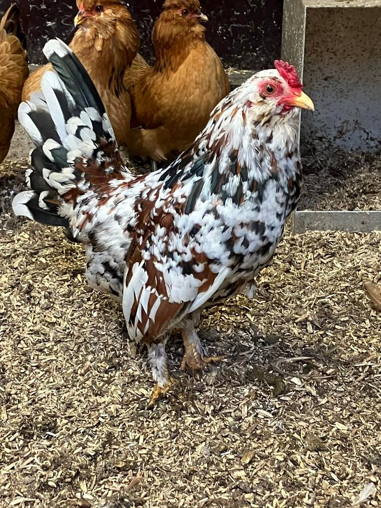Leuk bont krielhaantje, kruising Araucana kriel, Dieren en Toebehoren, Pluimvee, Mannelijk, Kip