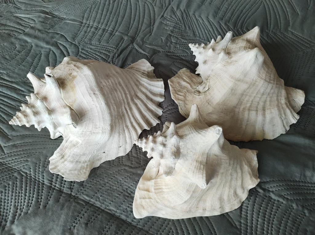 Drie grote decoratieve schelpen slakkenhuizen, Ophalen of Verzenden, Zo goed als nieuw