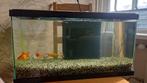 Te koop: aquarium met complete set, Vis